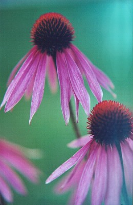 Coneflowers