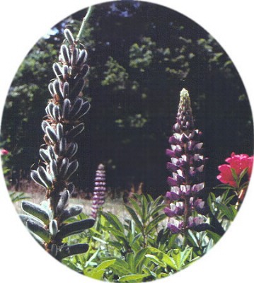 Lupines